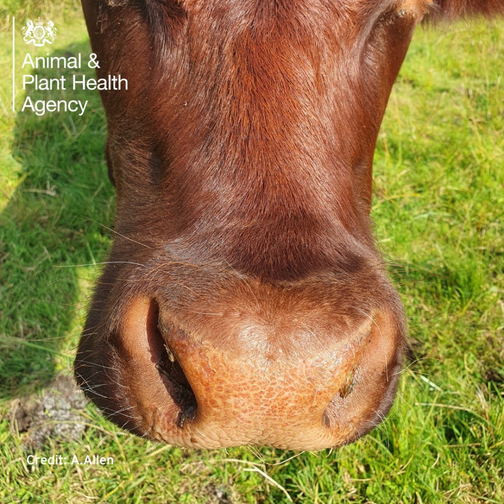 Cow with nose redness